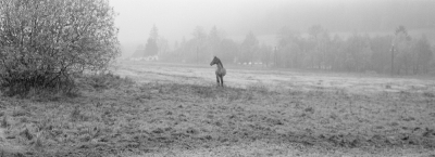 Hodkovice II, 2007