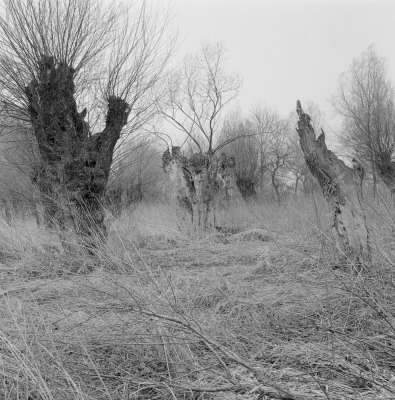 Veľkolélsky Ostrov II, 1993