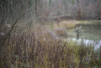 Marsh-forest